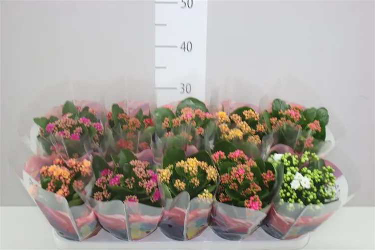 Kalanchoe Calandiva mix črepník 12 cm