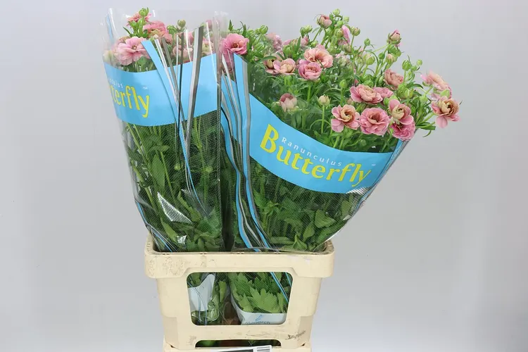 Ranuncul Butterfly Jupiter 70 cm