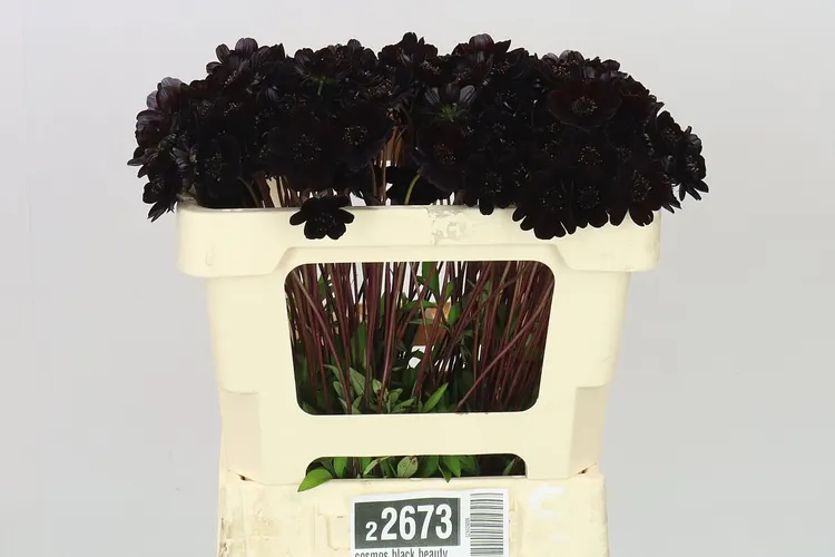 Cosmos Black Beauty 50 cm