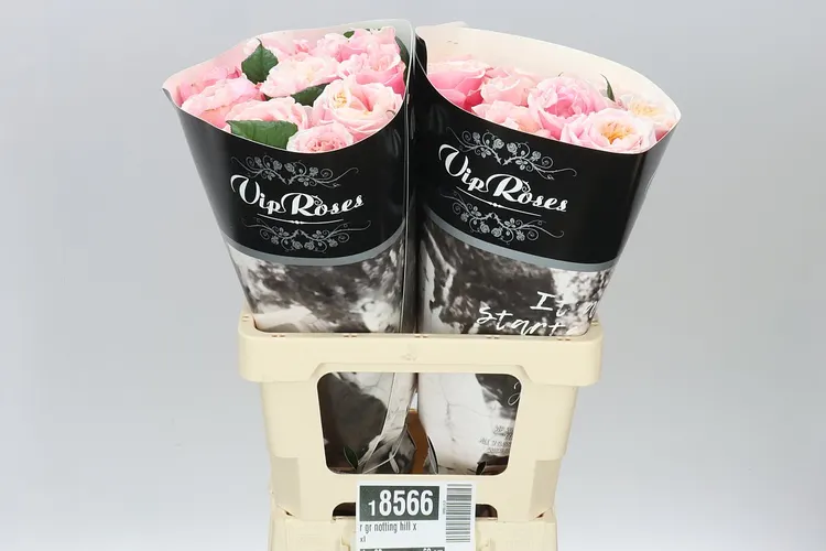 Rosa Gar Notting Hill 60 cm