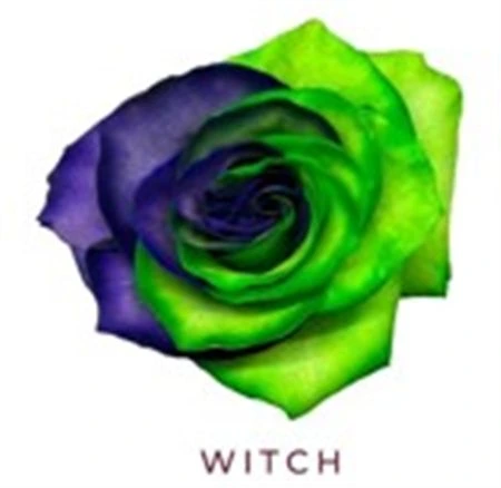 Ruža farbená Witch, Ekvádor 50 cm