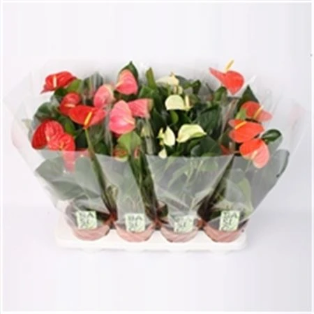 Antúrium mix črepník 14 cm