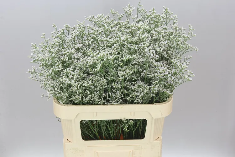 Limónium Casp White Neto 80 cm
