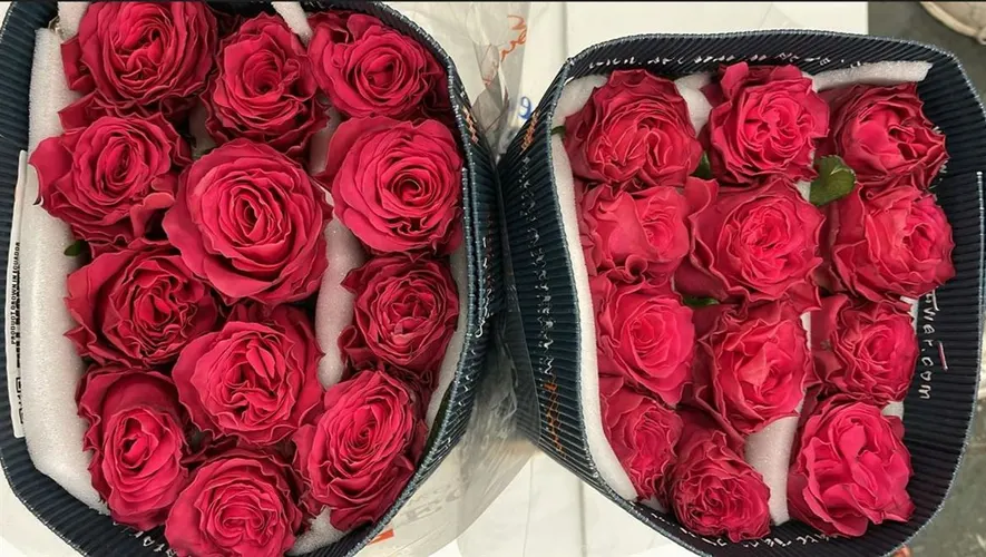 Rosa Gr Ec Full Monty 60 cm
