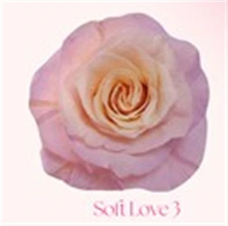 Ruža farbená Soft Love 3, Ekvádor 50 cm