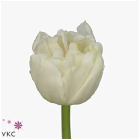 Tulipa Du Northcap
