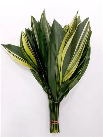 Aspidistra Variegated 60 cm