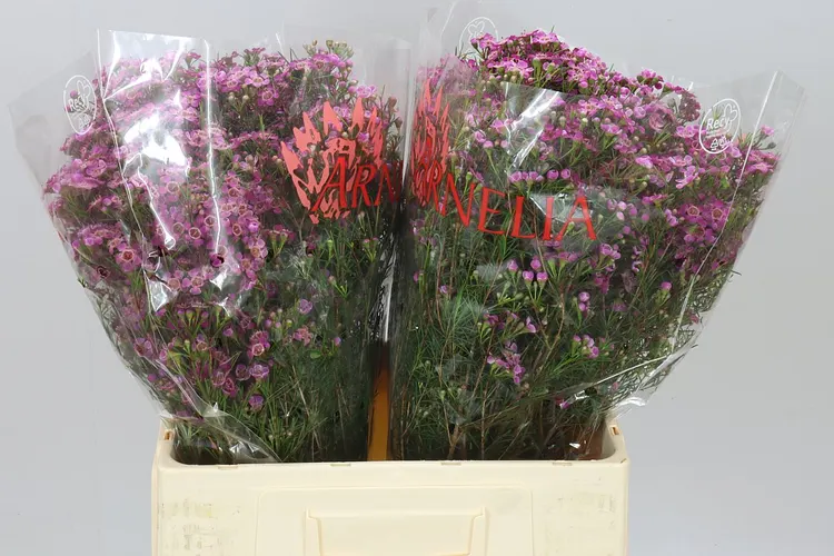 Chame Purple Rain 60 cm