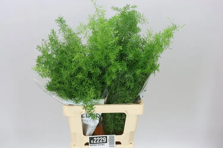 Asparagus Sprengeri 60 cm