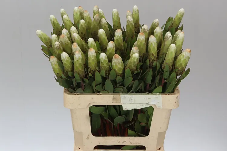 Protea Mundi Little Lady White 50 cm