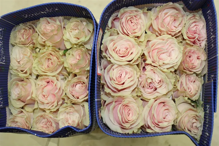 Rosa Gr Ec Pink Mondial 50 cm