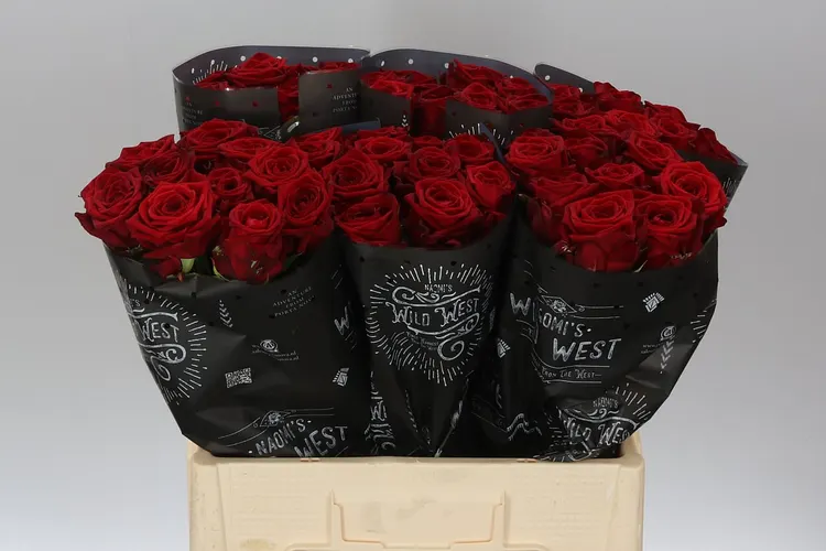 Ruža Red Naomi Wild West 60 cm