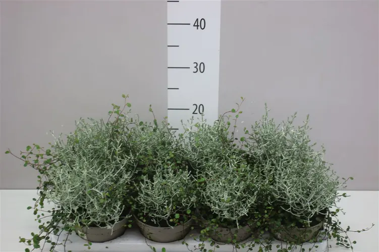 Calocephalus/muehlenbeckia X črepník 13 cm