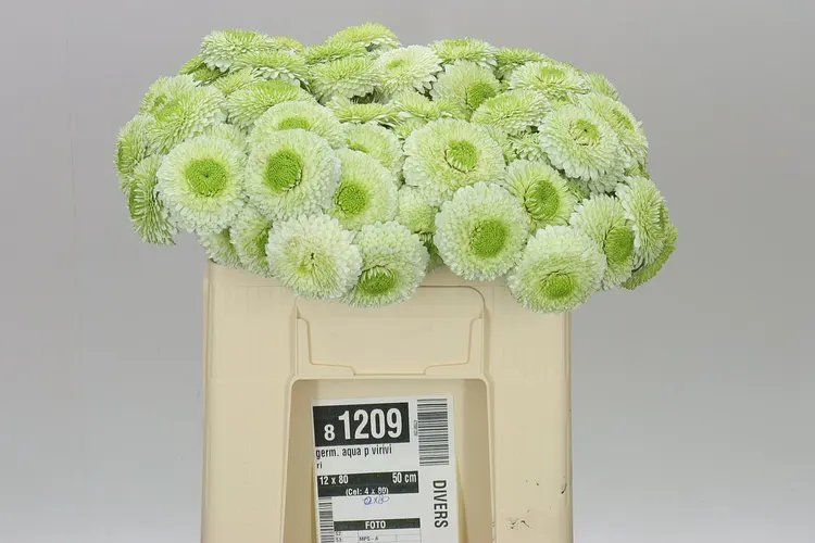 Germ. Aqua P Viriviri 50 cm