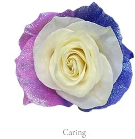 Ruža farbená Caring, Ekvádor 50 cm