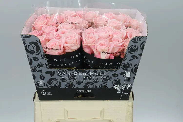 Rosa Gr Big Baby 60 cm