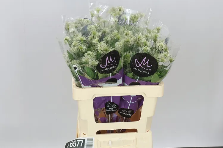 Clematis Amazing Kibo 60 cm