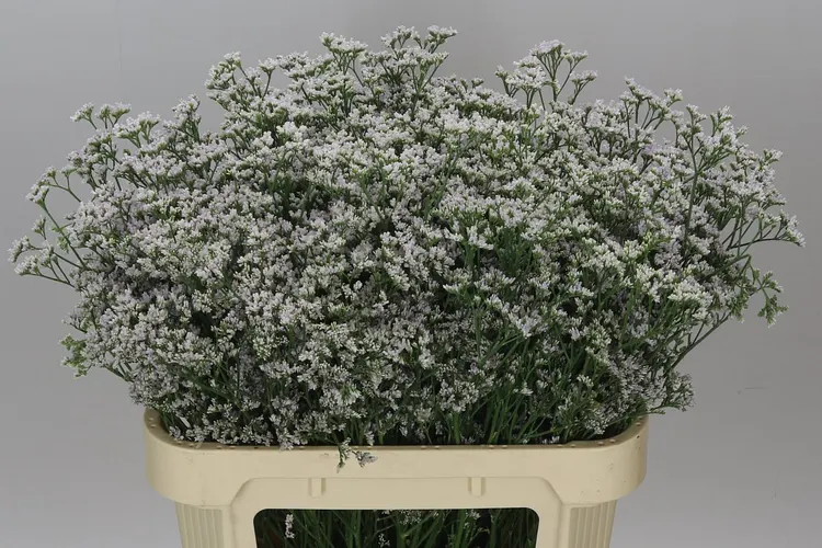 Lim. Casp White Neto 80 cm