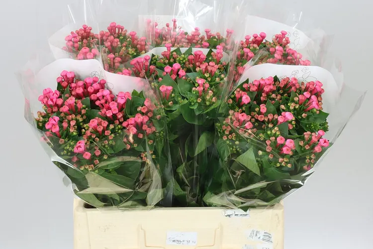 Bouv En Roza 60 cm