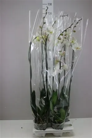 Phal Wit 2 Tak črepník 15 cm