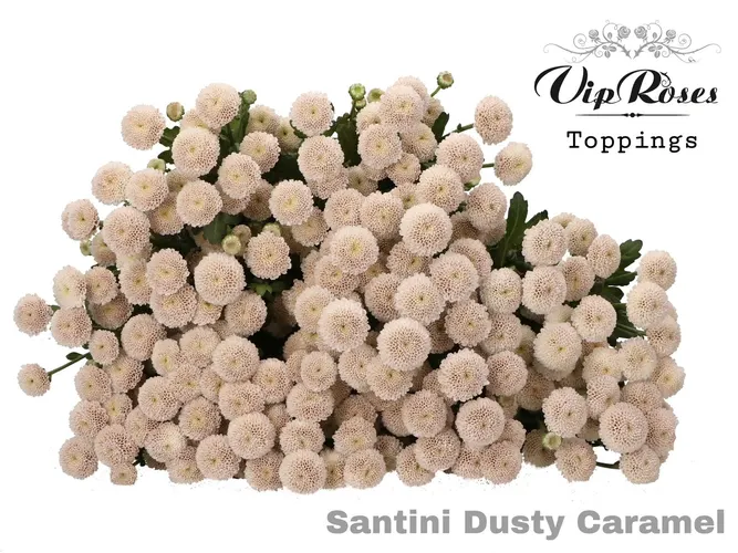 Chryzantéma santini Dusty Caramel 55 cm