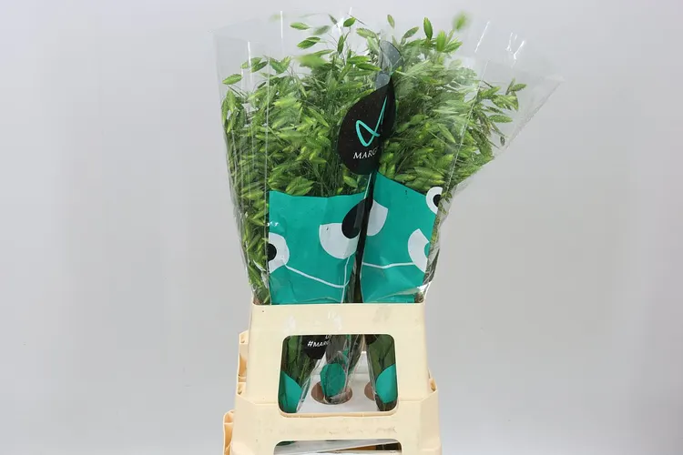 Chasmanthium Latifolium 70 cm