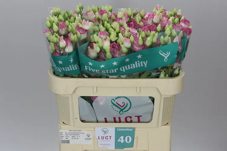 Eust Du Croma Bridal Kiss X60 72 cm