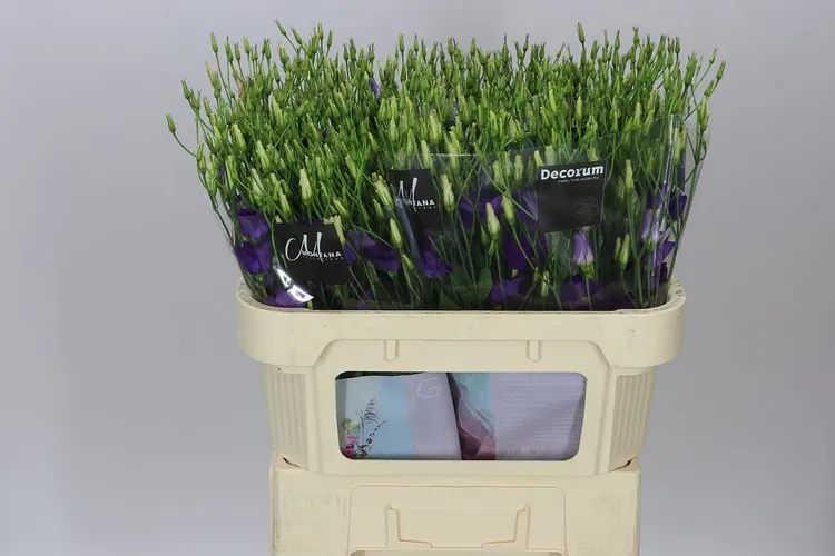 Eust En Botanic Blue 72 cm