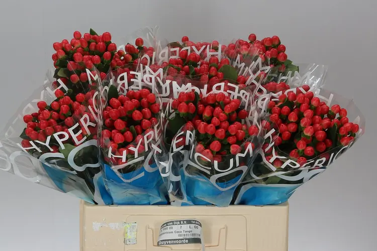 Hyp Coco Tango 60 cm