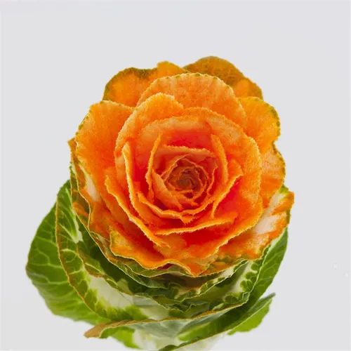 Brassica Powdered Orange Glitter 60 cm