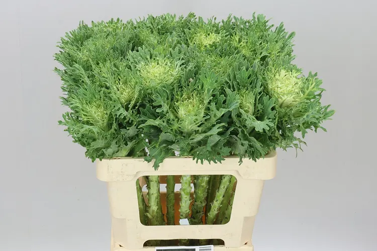 Brassica King 60 cm