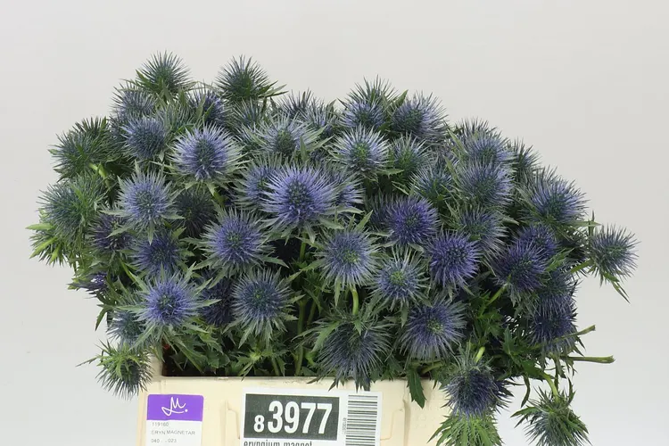 Eryngium Magnet 40 cm
