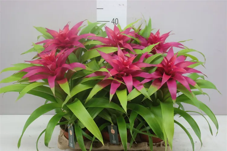 Guzmania Deseo Pink črepník 12 cm
