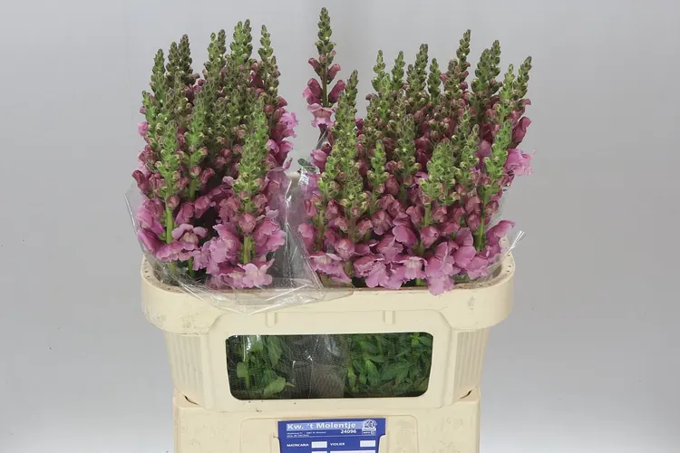 Papuľka Lavender 80 cm