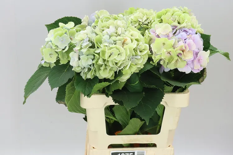 Hortenzia Verena Blue Classic 60 cm