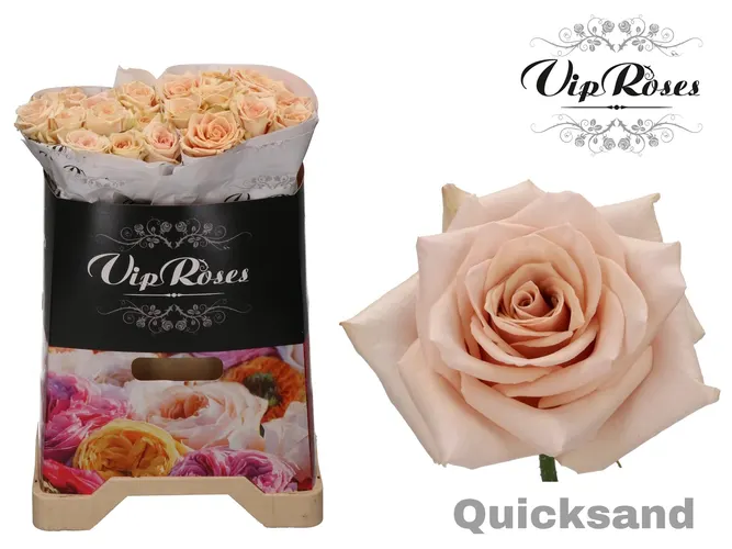 R Gr Quicksand X20 40 cm