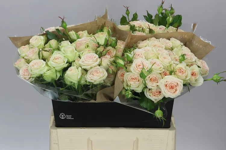 Rosa Tr Pinky Promise 60 cm