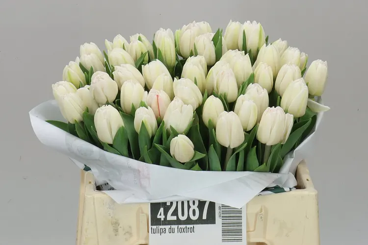 Tulipán plnokvetý Foxtrot 36 cm