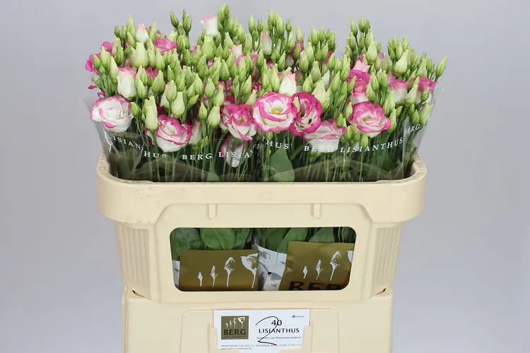 Eust Du Rosita Hot Lips 72 cm