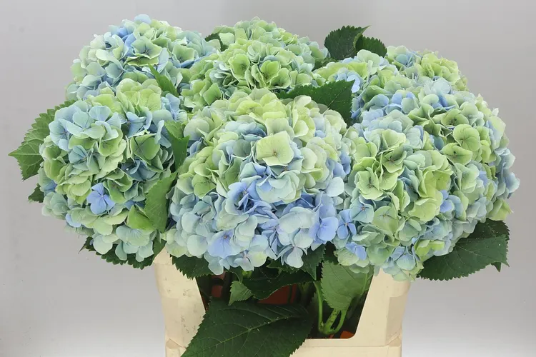 Hyd Verena Blue Classic 80 cm