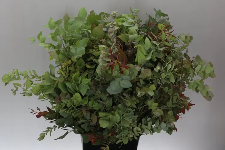 Eukalyptus Stuartiana 70 cm