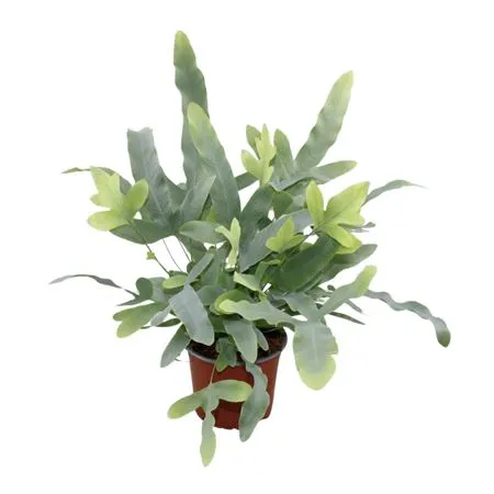 Phlebodium Aureum 'blue Star' črepník 12 cm