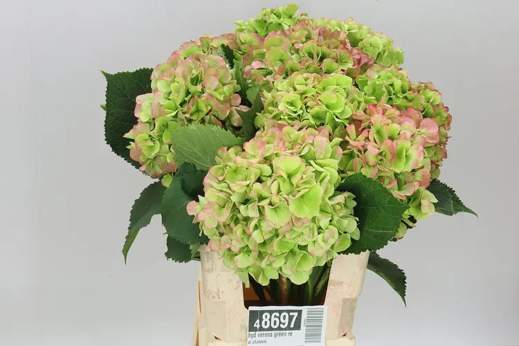 Hortenzia Verena Green Red Classic 60 cm