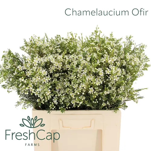 Chame Wax Ofir 60 cm