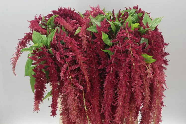 Amarant Trailing Red Spider 80 cm