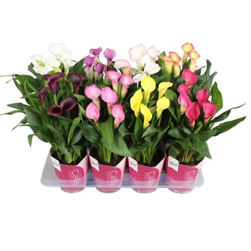 Zant Gemengd Potcover črepník 13 cm