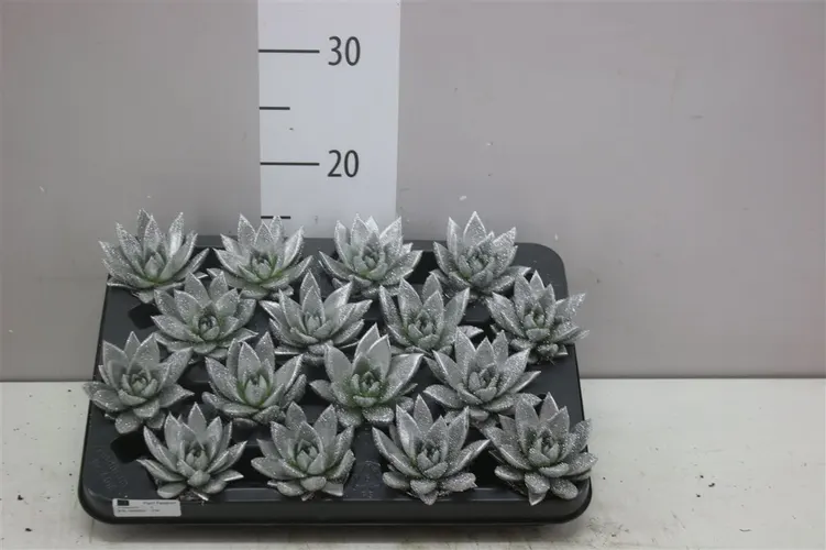 Echeveria Silver + Glitter črepník 6 cm