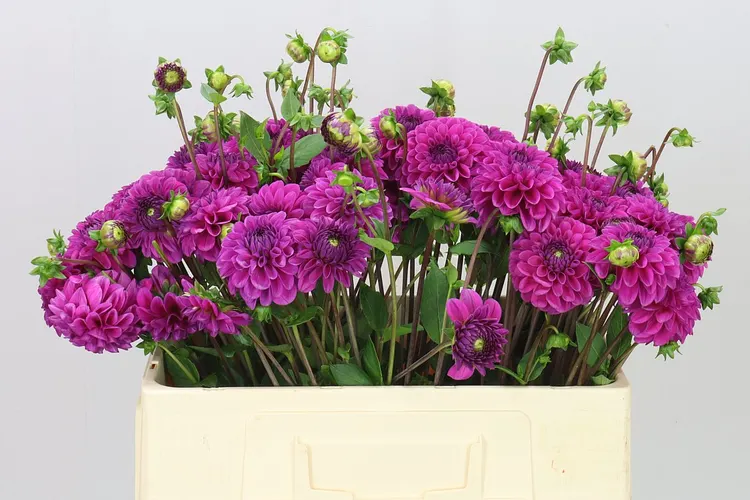 Dahlia Purple Fox 50 cm