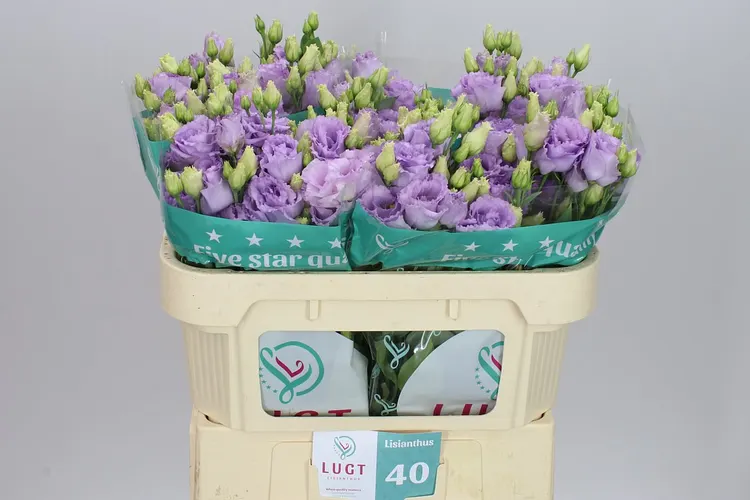 Eust Du Lisanne Lavendel X50 72 cm