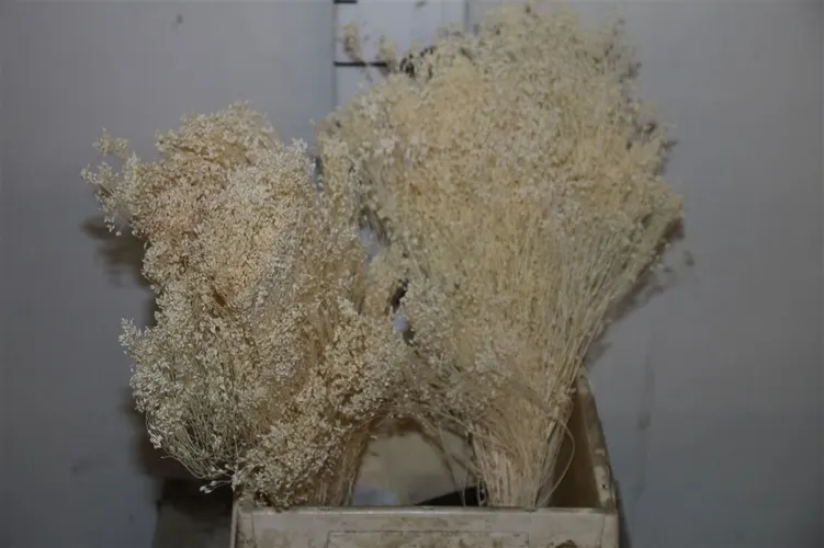 Dried Brooms Bleached Bunch 50 cm